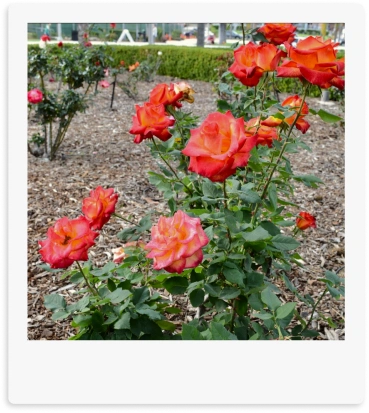 Rose Garden Gallery Polaroid 02 | Arts District Liberty Station